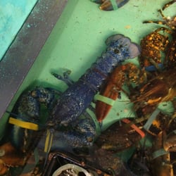 Tom`s Lobster Pound