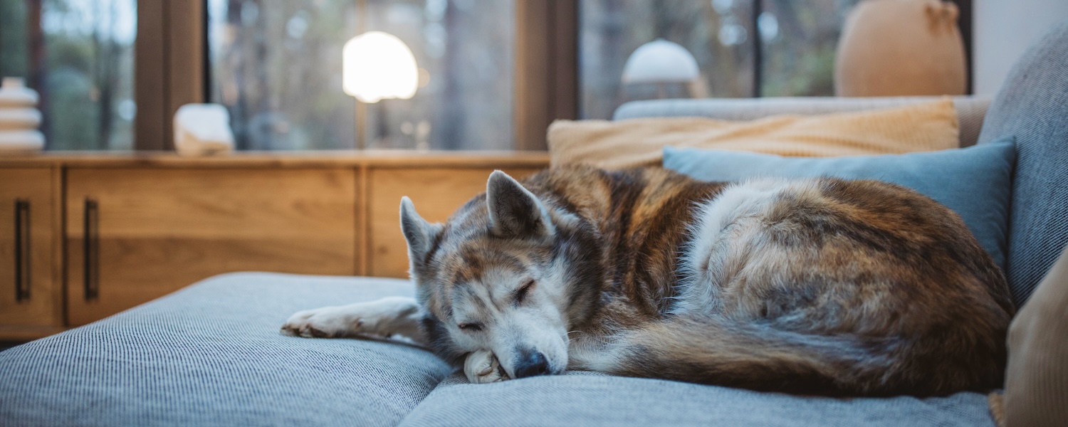 Pet-Friendly Packwood Lodging for the Whole Family