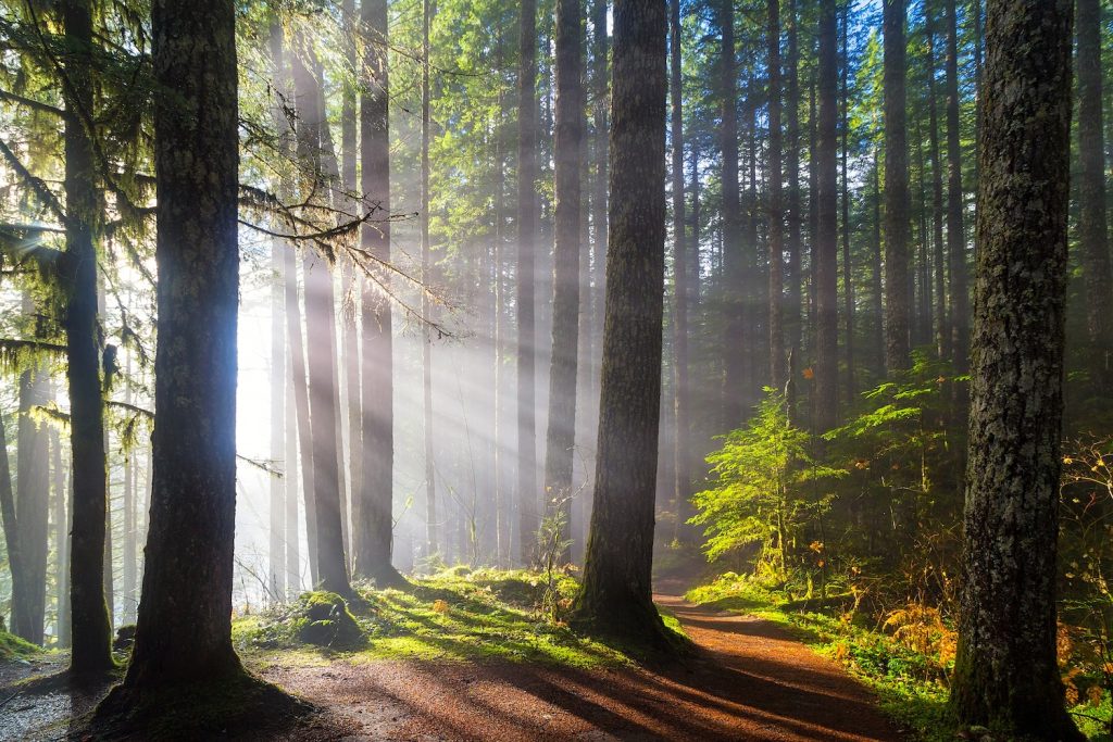 sunbeams shining through trees inside Gifford Pinchot National Forest