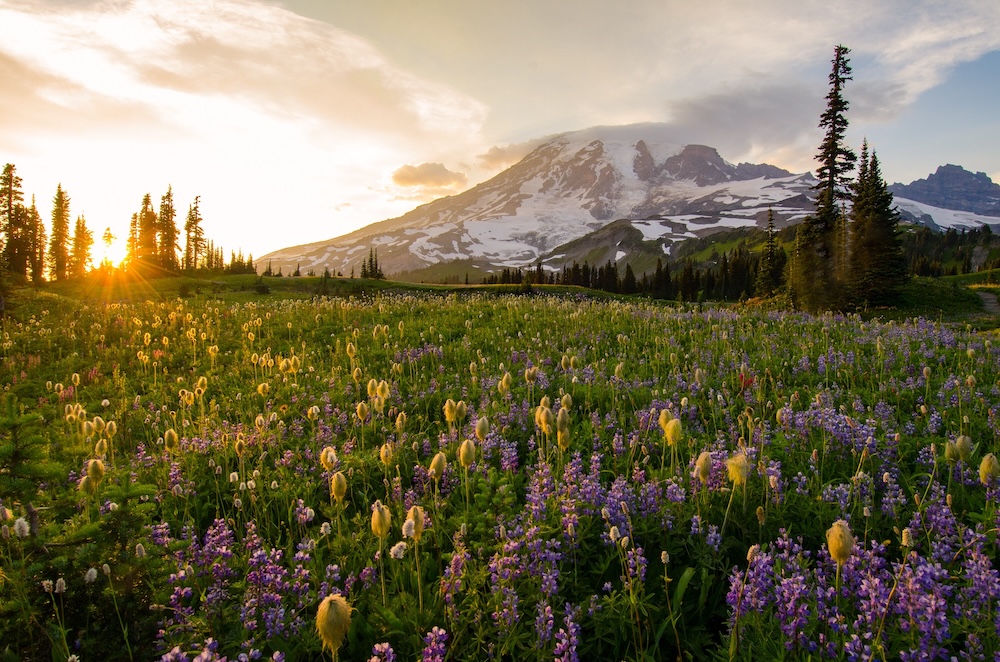 Mount Rainier wildflower field