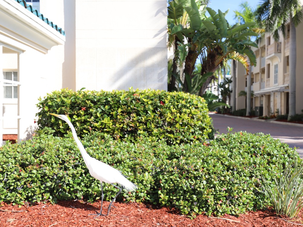 A white heron stands among lush green bushes and red mulch, with a building and palm trees in the background.