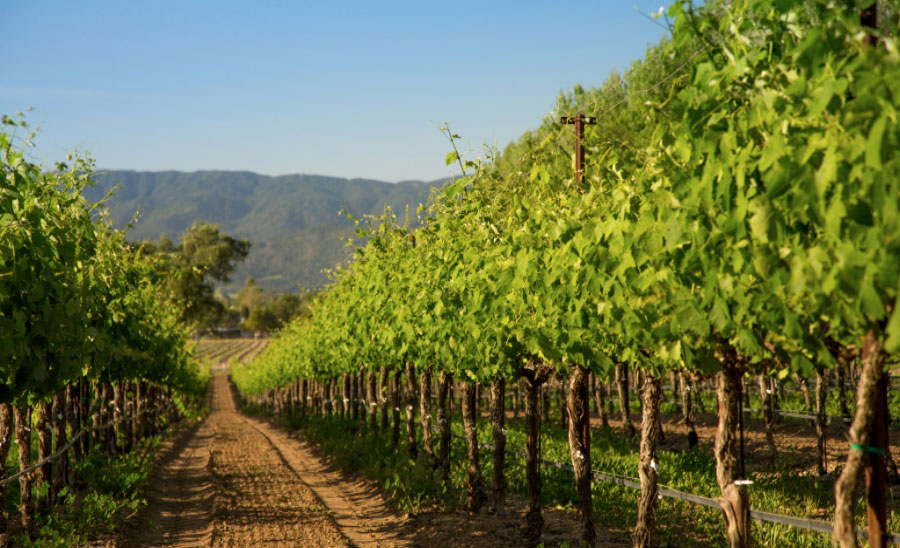 vineyard