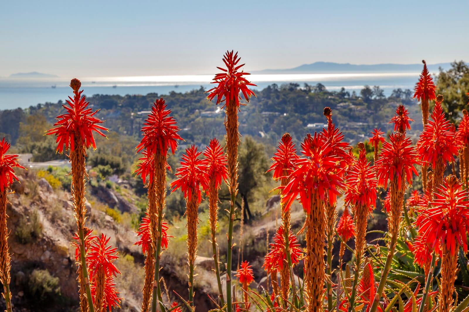 Orange cactus
