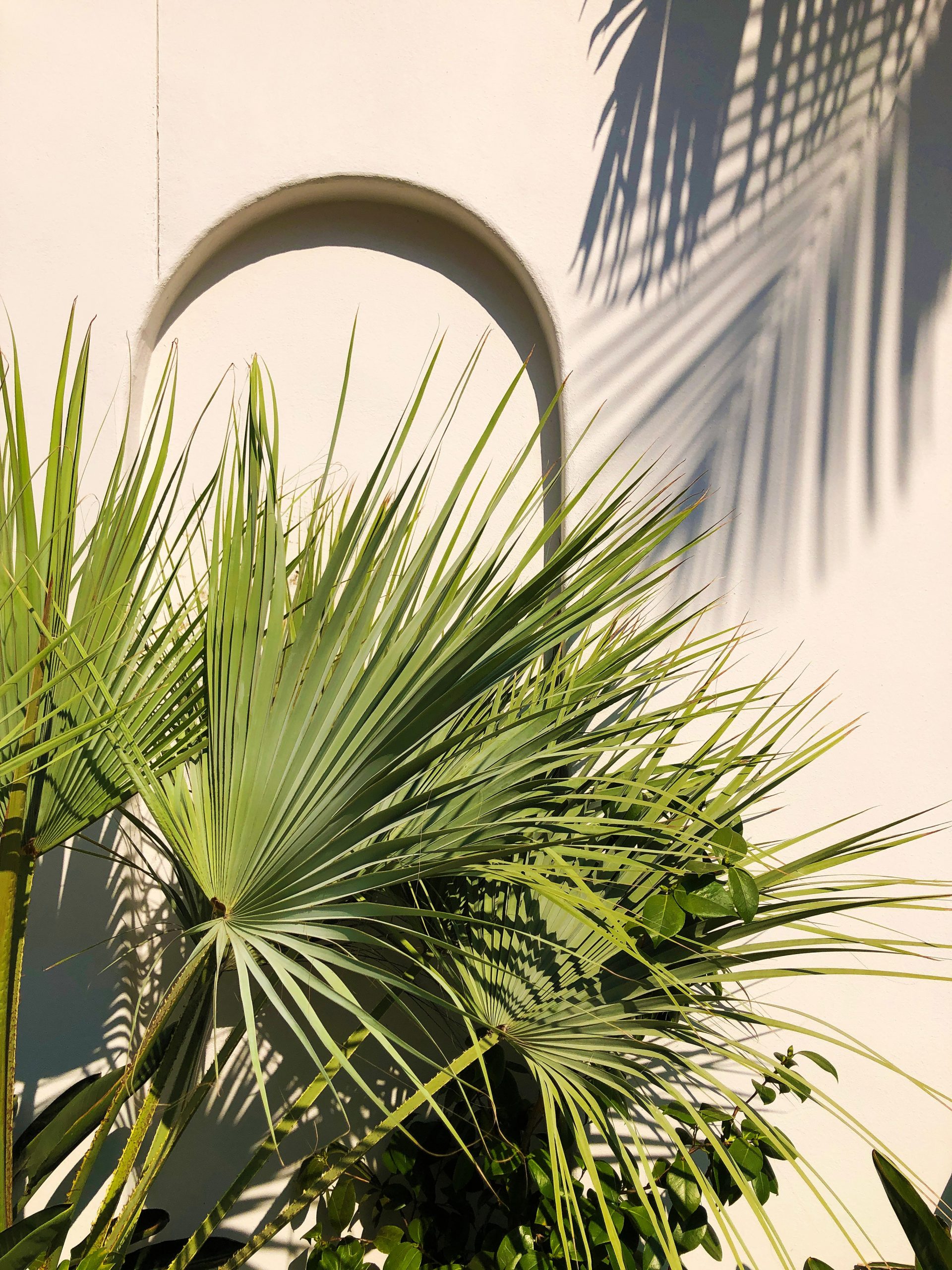 palm fronds