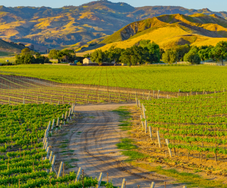 vinyard at sunset