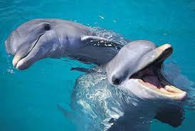 Gulf World Marine Park
