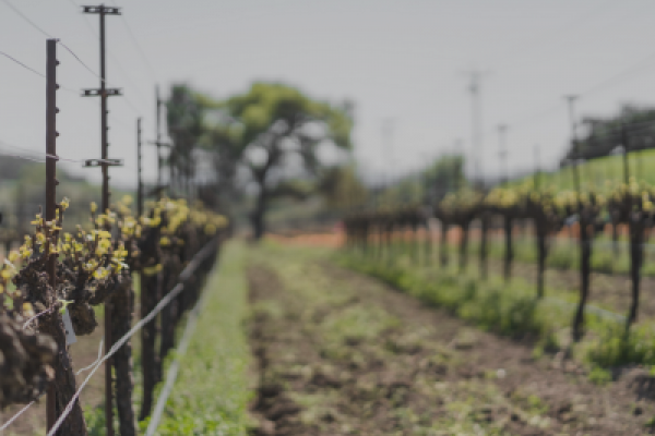 Santa Barbara Wine Tours