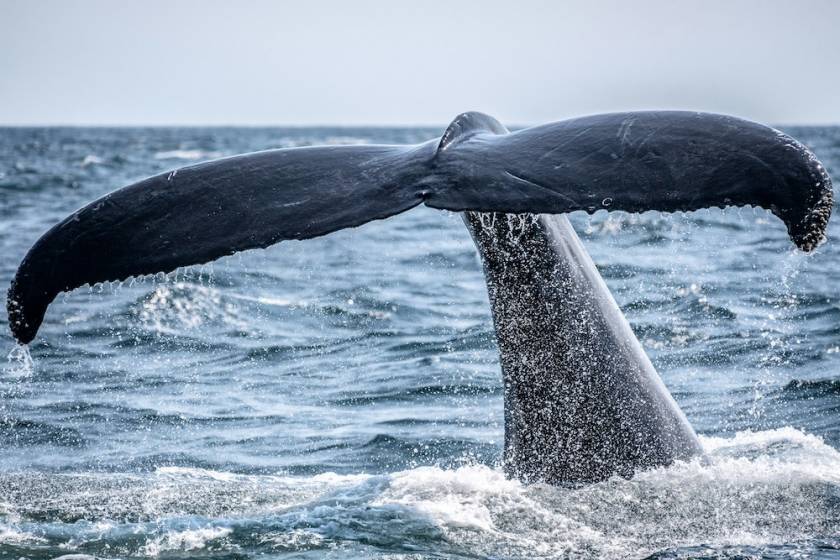 whale watching santa barbara