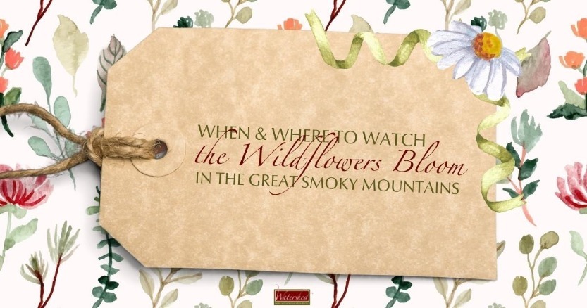 When and Where to Watch the Wildflowers Bloom in the Great Smoky Mountains