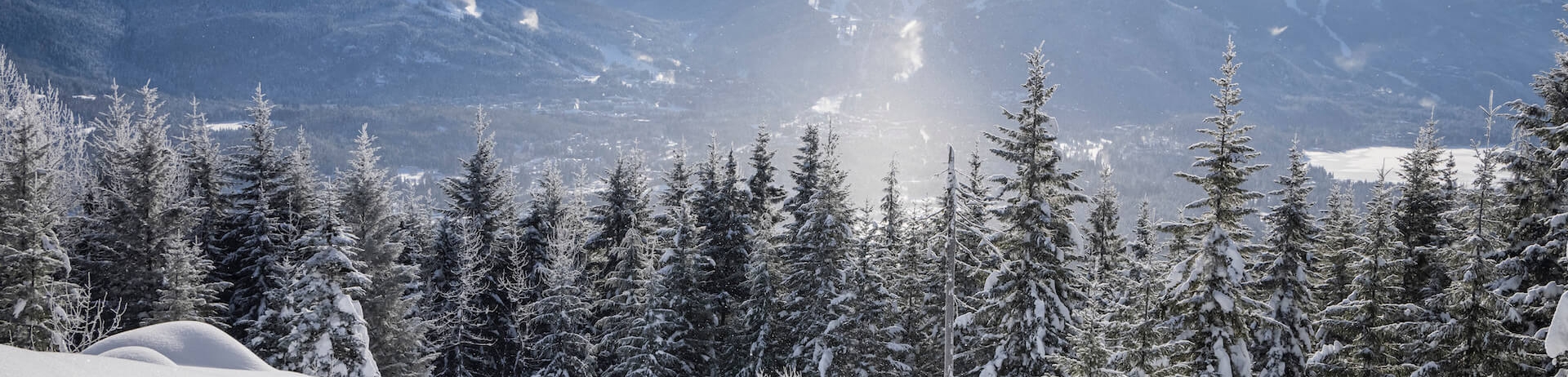 Snow-covered trees on Whistler Blackcomb under a clear winter sky