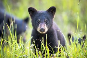 Bear Viewing