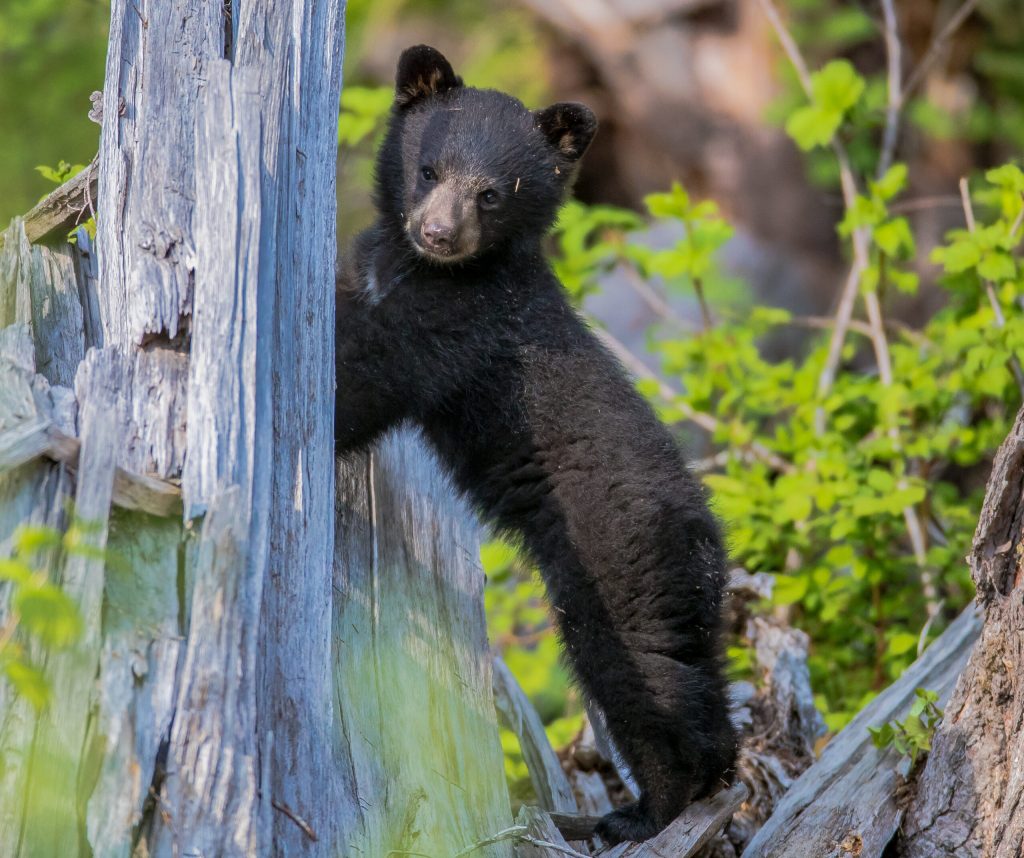 A black bear grazing in a green meadow near Whistler