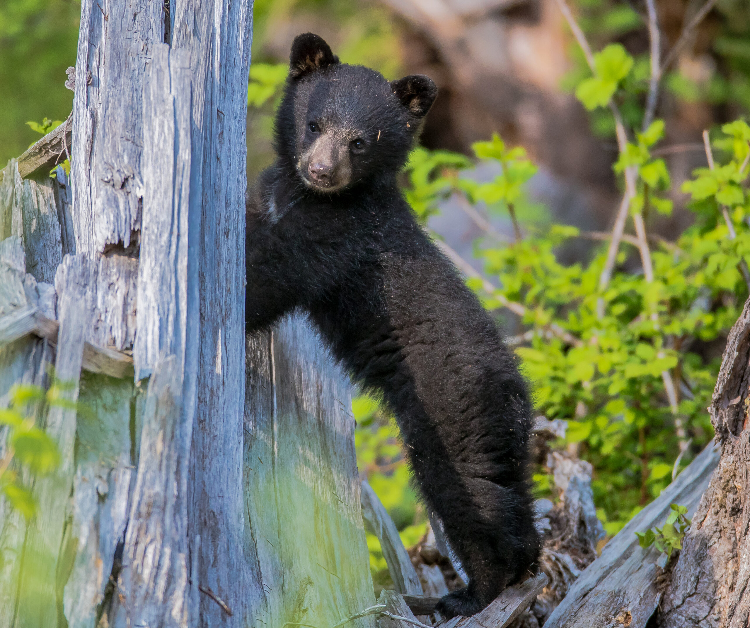 WPS-JASON-COLEMAN-7-scaled-1 A black bear grazing in a green meadow near Whistler