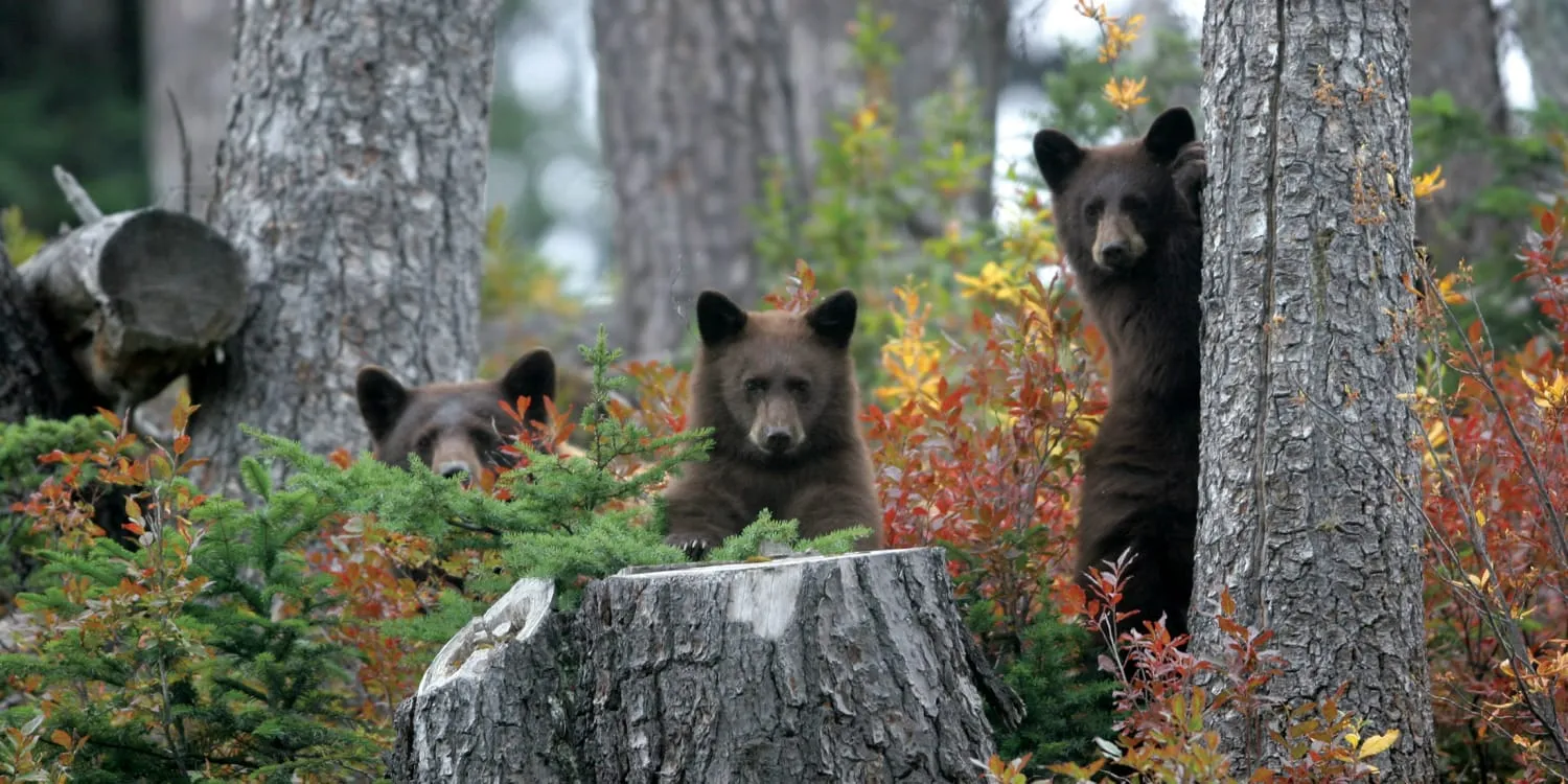 Bear Safety